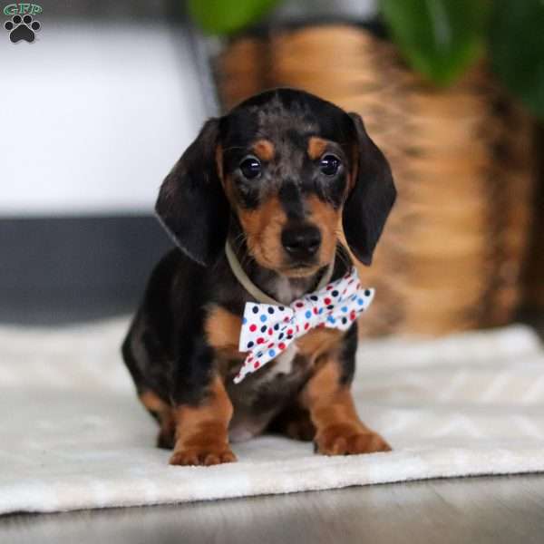 Anson, Dachshund Puppy